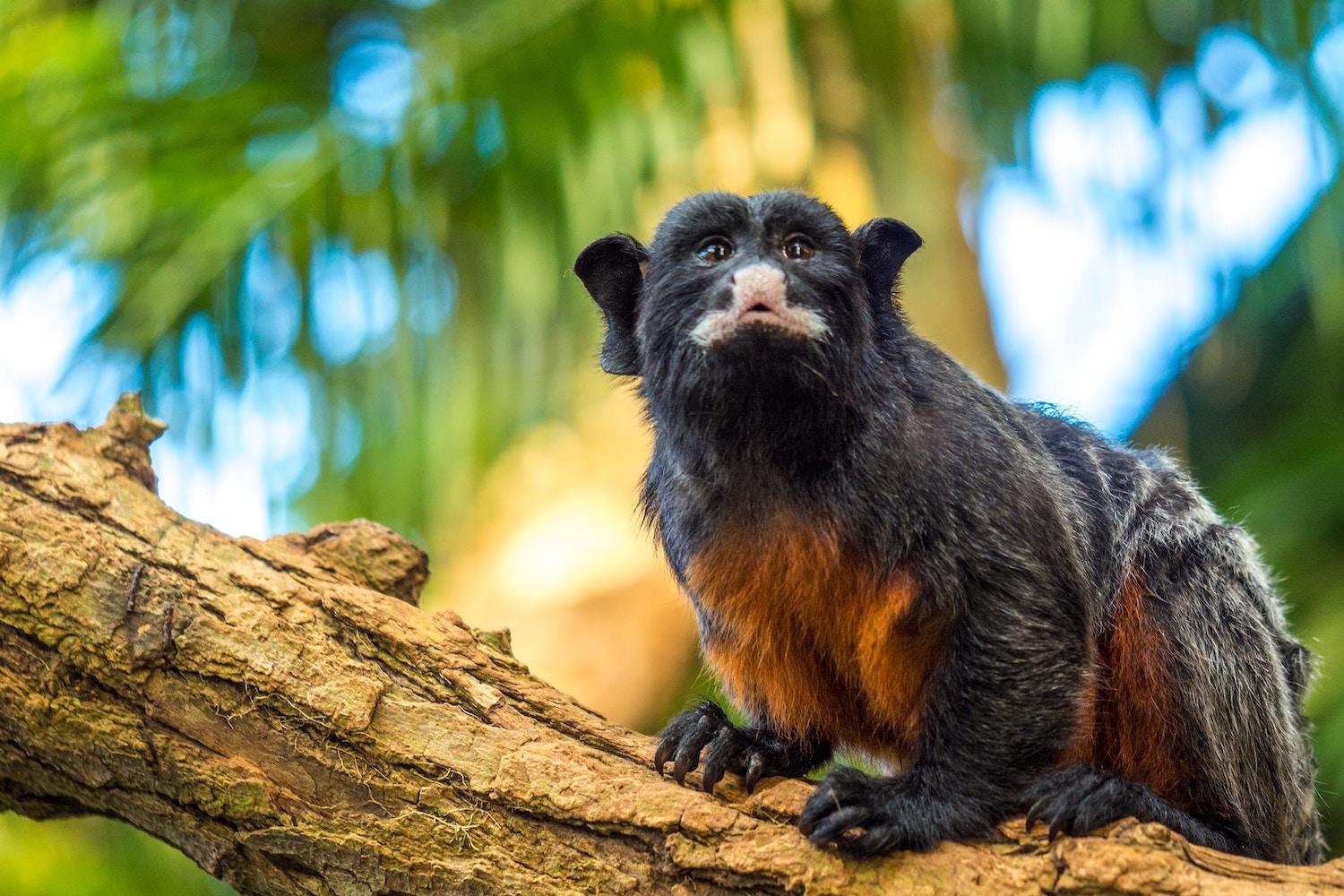 monkey on a tree in the rainforest - biodiversity
